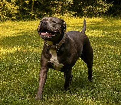 Nala, die Hündin von Nadine Boekhoff, auf einer Wiese.